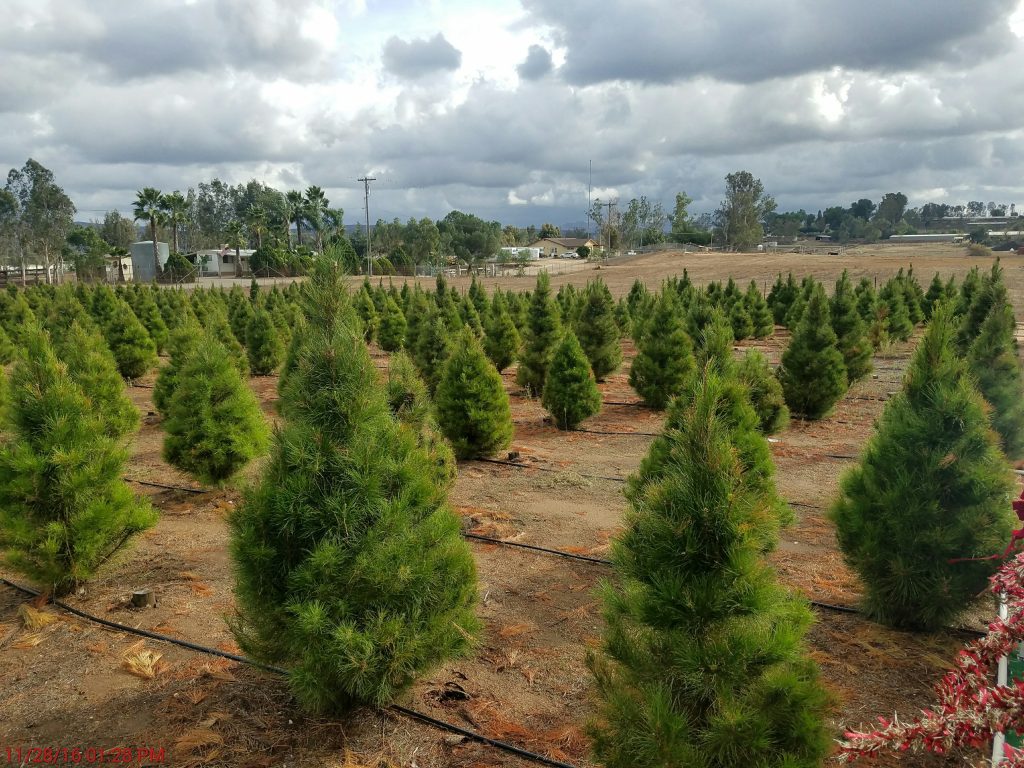 Where to Cut Down Your Own Christmas Tree in Southern California