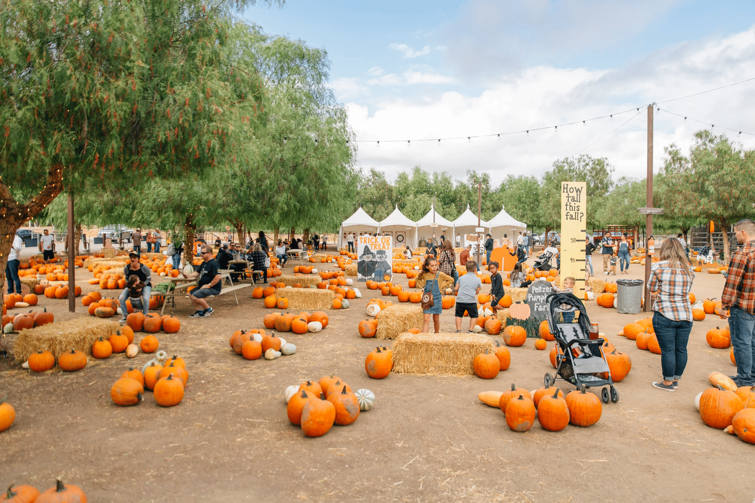 peltzer-farms-pumpkin