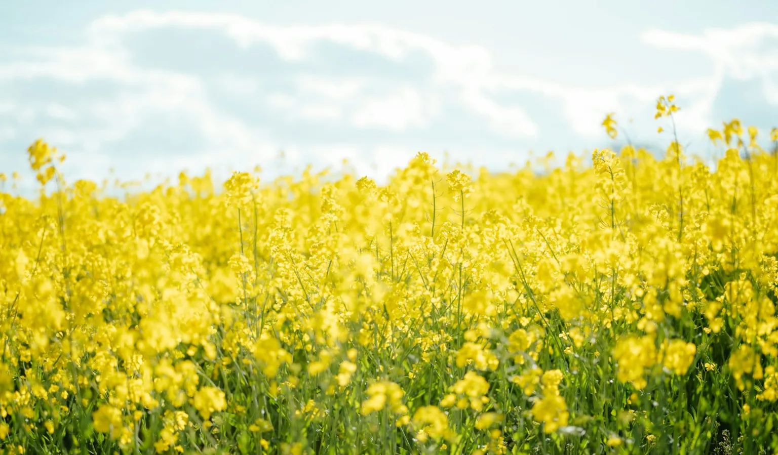 annie-spratt-9OSNMwWORb0-unsplash