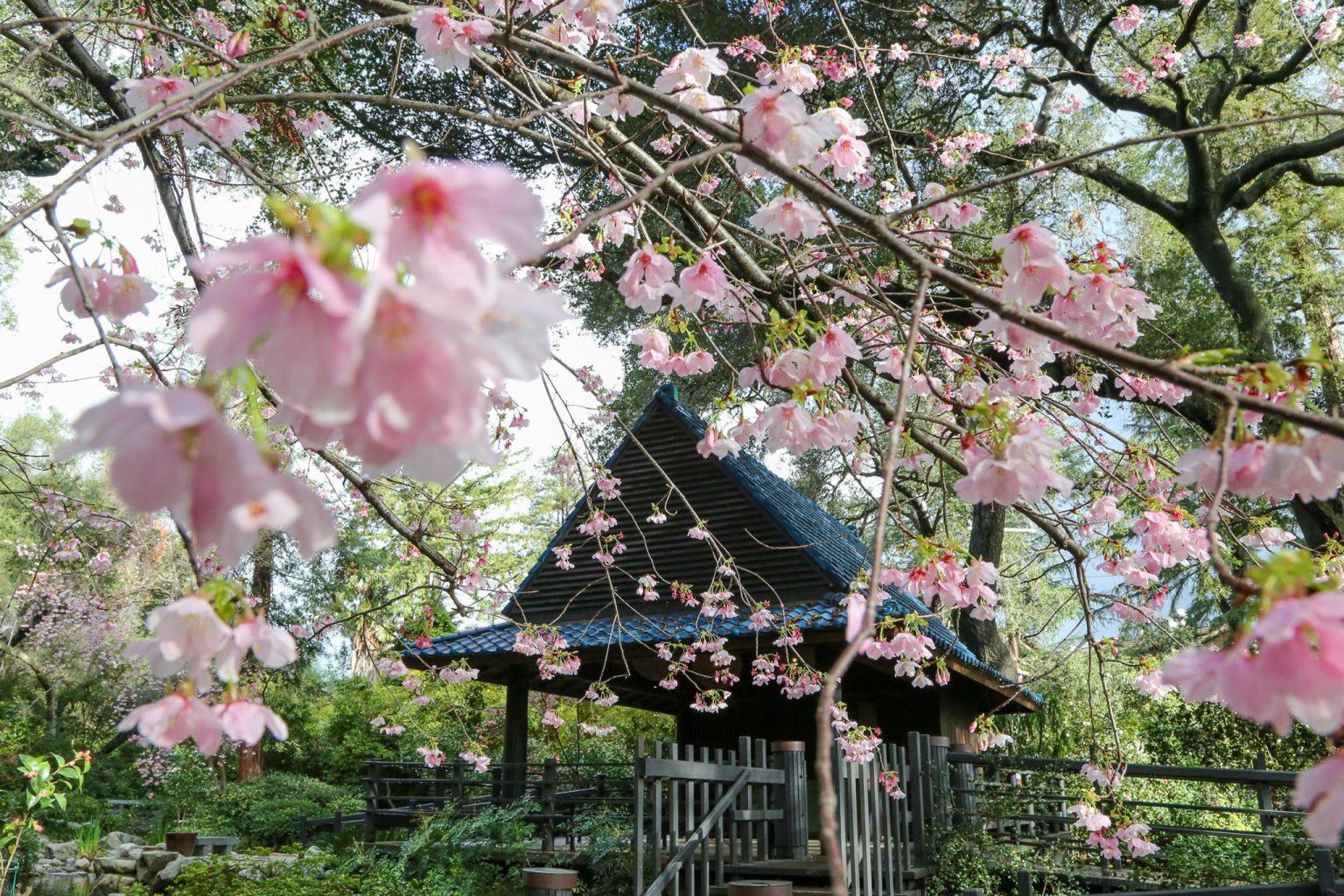 descanso-gardens-cherry