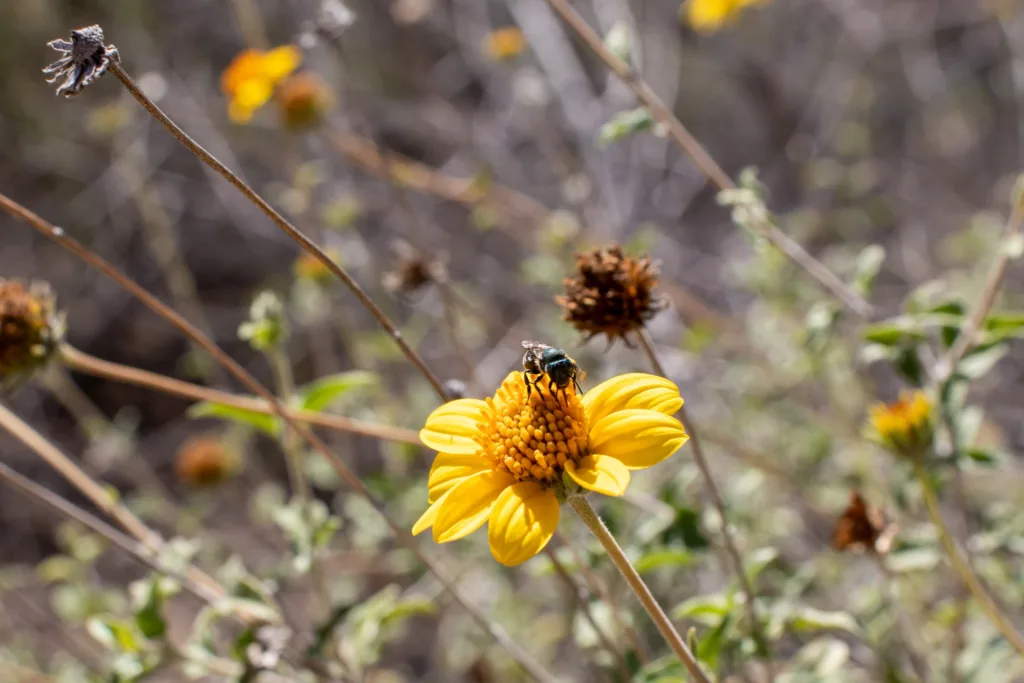 The Living Desert Zoo and Gardens