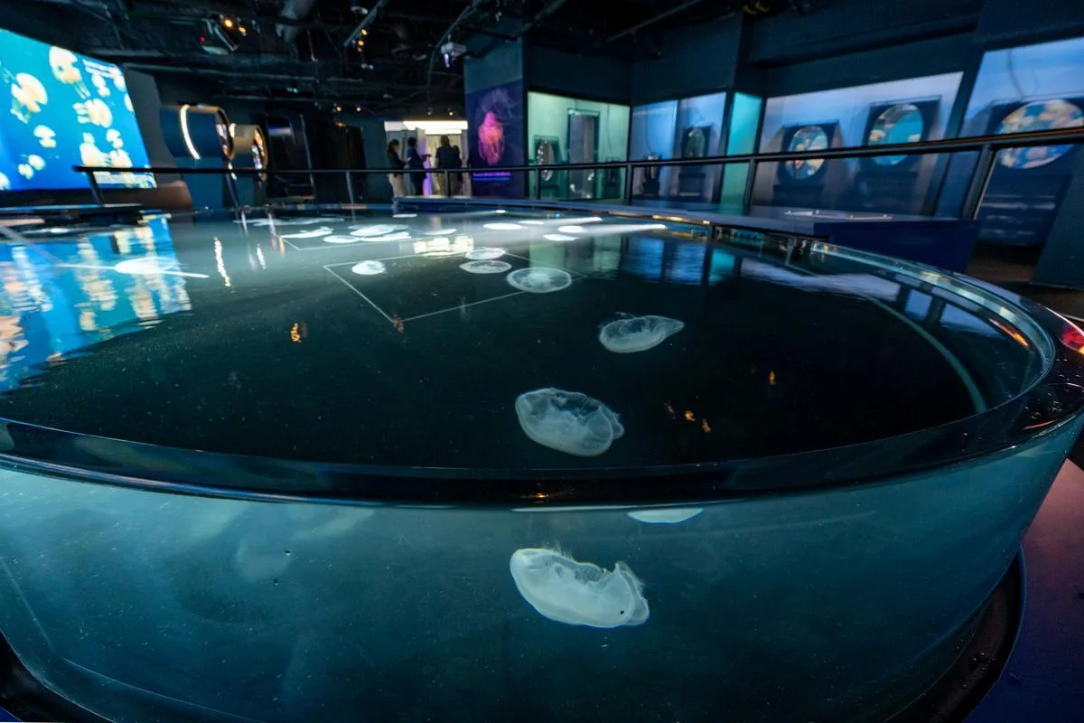 jelly-dreamscapes-aquarium-if-the-pacific-long-beach-20260520AOP_JB10656-credit_AquariumofthePacific